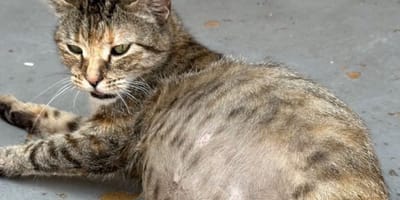 Die getigerte Katze Eliza
