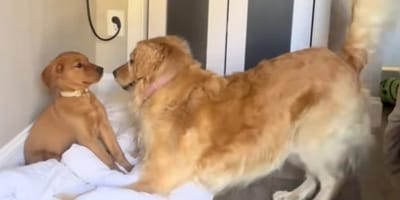 Ellie trifft auf Welpe Maple