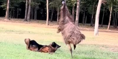 Emu i pies bawią się razem