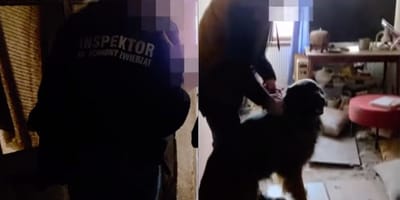 Emma i Brut po interwencji