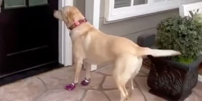Emmy la chienne
