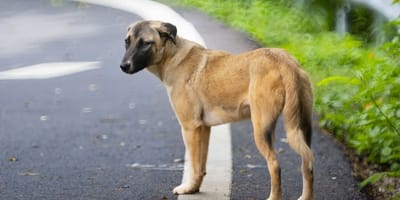 enero-mes-mas-abandonos-perros