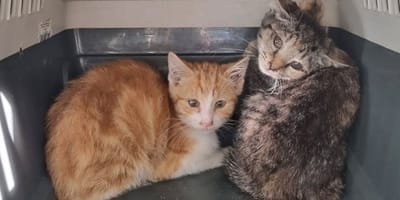 Enkele van de verwaarloosde katten gevonden op een boerderij in Halderberge