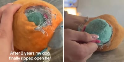 Entdeckung im Hundespielzeug