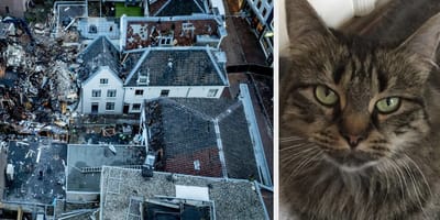 Er worden nog 3 katten vermist na de explosie in Utrecht