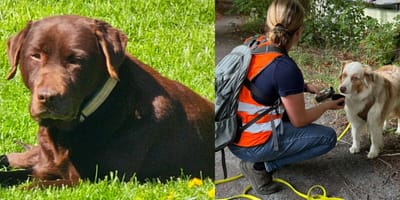 Er wordt met man en macht gezocht naar hond Shadow rondom Utrecht