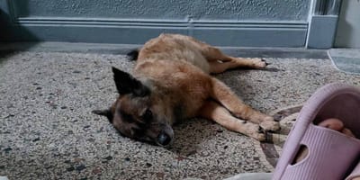 Erschöpfter Hund liegt auf dem Boden