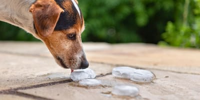 ¿Es bueno el hielo para perros?