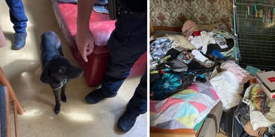 Espoir, la chienne secourue