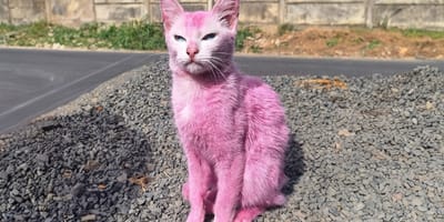 Cette chatte rose a pu être secourue