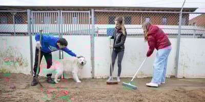 Extra handjes voor dit asiel in Breda die jaarlijks zorgt voor 250 honden en 1350 katten