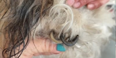 Extrem lange Hundekrallen
