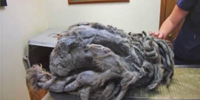 Chat au pelage extrêmement emmêlé