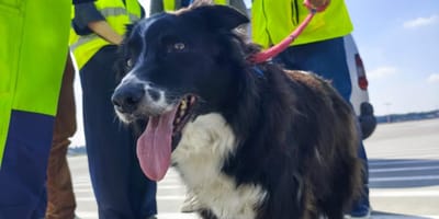 Falco, der Flughafen-Hund