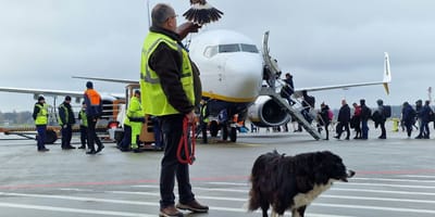 Falco, pies z lotniska