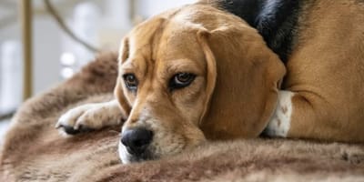 Familie Meiland heeft afscheid genomen van hond Babs