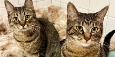 famille de chats