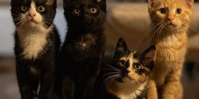 Katzenfamilie