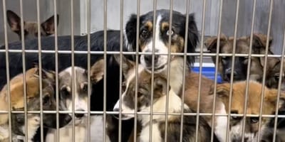 Famille de chiens