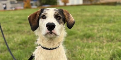 Fayah is op zoek naar een nieuw thuis. Wil jij haar adopteren?