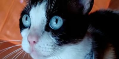 fede-gato-en-adopcion