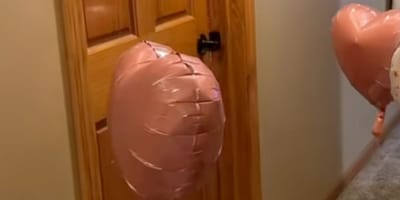 Fête d'anniversaire