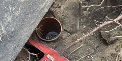Feuerwehr rettet Katze aus Abflussrohr