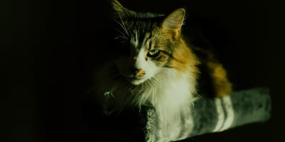 filmische kattennamen