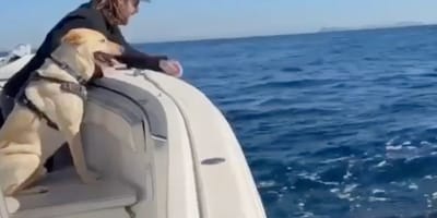 Perro se asoma al borde del barco