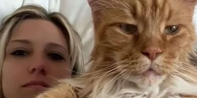 Finn, de Maine Coon zo groot als een 9-jarige