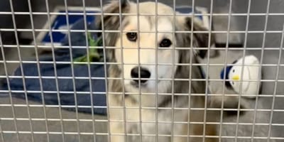 Finn the dog