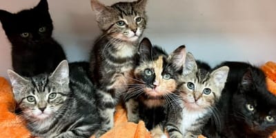 five rescue kittens