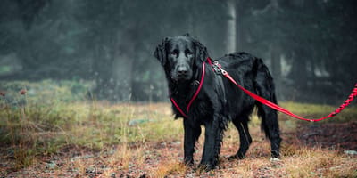 Flat-Coated Retriever