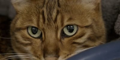 Floki de kat is na 1 jaar weer gevonden in Amsterdam maar baasjes zitten nog vast in Australië