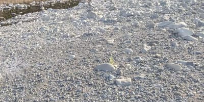 Flussbett mit weißen Kieseln