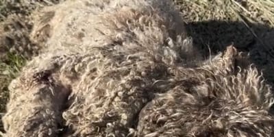 Languit liggende gedaante op de grond