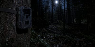 Fotofalle im Wald
