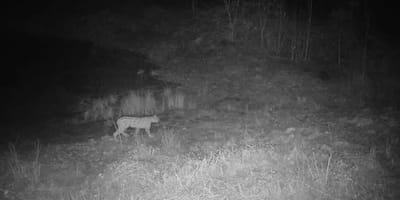 Fotofallen-Bild eines Luches