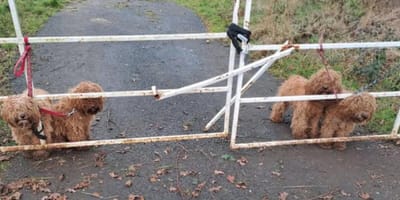 Quatre chiens attachés à un portail sous la pluie