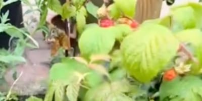 Framboises du jardin