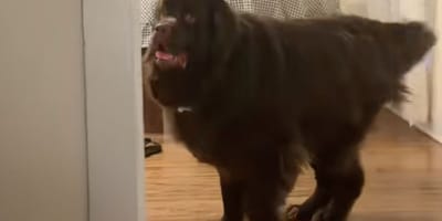 Frankie de hond