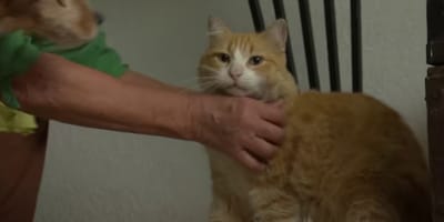 Franse Kater Remi moet binnen blijven vanwege het plassen in tuin van buren