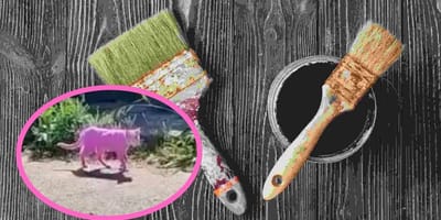 Frau färbt Katze mit Beize pink