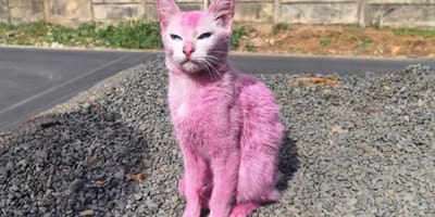 Frau färbt Katze mit Beize pink