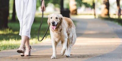 Woman walking dog