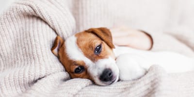 Frau hält kranken Hund im Arm