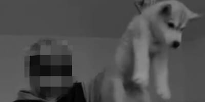 Vrouw tilt husky puppy op aan zijn nek