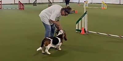 Frau mit Basset beim Agility-Turnier