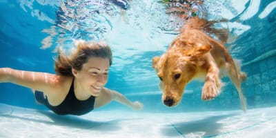Frau und Hund im Schwimmbad