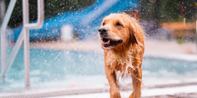 Frau und Hund im Schwimmbad